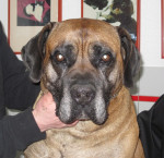 Tyson,boerboel reu,8jr oud heeft last van spondylosis. Hij reageert goed op acupunctuur.
